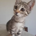 Малышка ищет дом