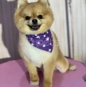 Spitz Cutlesdirmek ucun