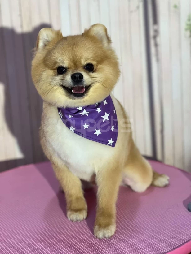 Spitz Cutlesdirmek ucun