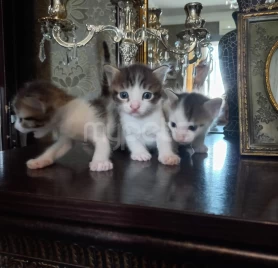 1  ayliq  balalar   yeni   sahiblerini  gozleyir