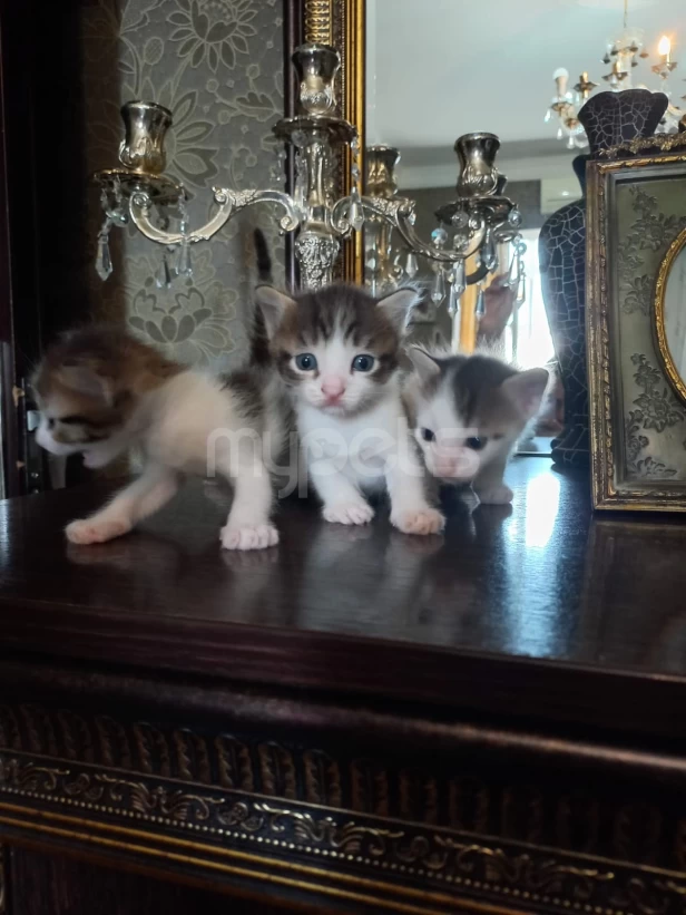 1 ayliq balalar yeni sahiblerini gozleyir