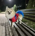 Simba dişi axtarır ;)