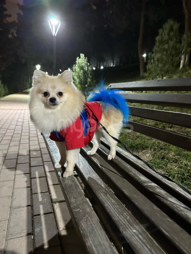 Simba dişi axtarır ;)