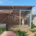 7 aylıq Sibir haskisi.
