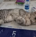 Продается/ Satilir