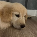 Golden Retriever satılır(2 aylıq / erkək)