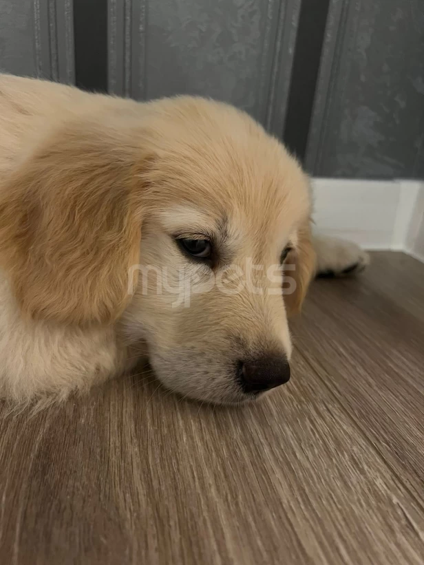 Golden Retriever satılır(2 aylıq / erkək)