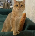 SAFKAN PİŞİK CÜTLEŞTİRME