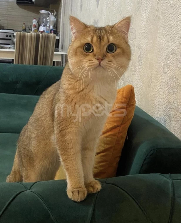 SAFKAN PİŞİK CÜTLEŞTİRME