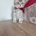 Продается