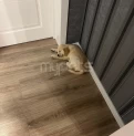 Golden Retriever satılır(2 aylıq / erkək)