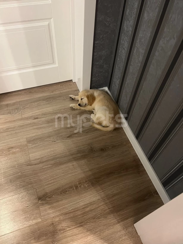 Golden Retriever satılır(2 aylıq / erkək)
