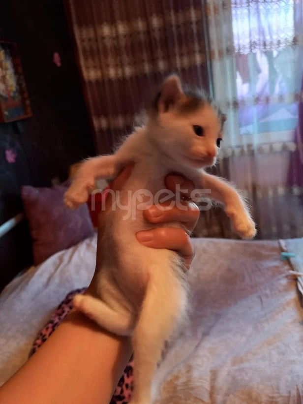 1 ayliq balalar yeni sahiblerini gozleyir