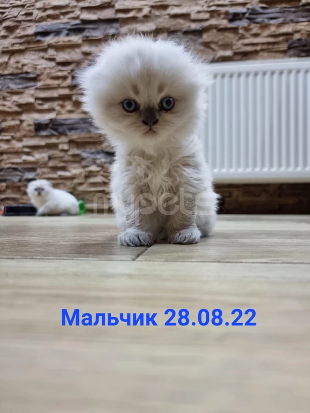 Котята