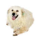 Гузу