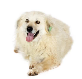 Гузу