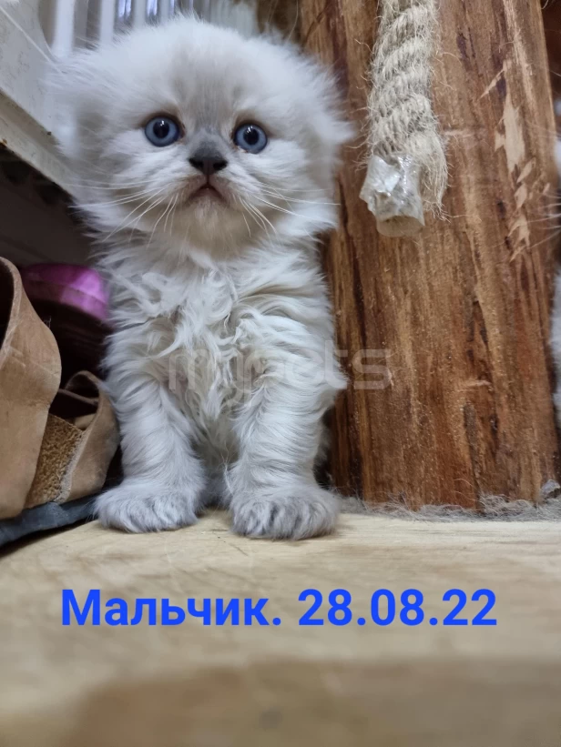 Котята