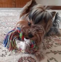 Ищем невесту нашему Lucky!