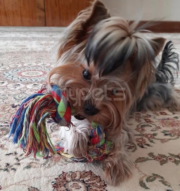 Ищем невесту нашему Lucky!