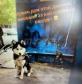 7 aylıq Sibir haskisi.