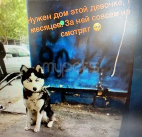7 aylıq Sibir haskisi.
