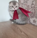 Продается