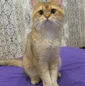 SAFKAN PİŞİK CÜTLEŞTİRME