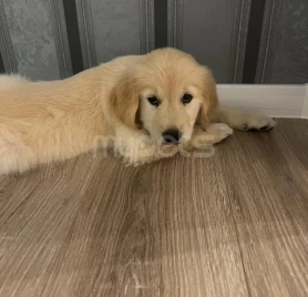 Golden Retriever satılır(2 aylıq / erkək)