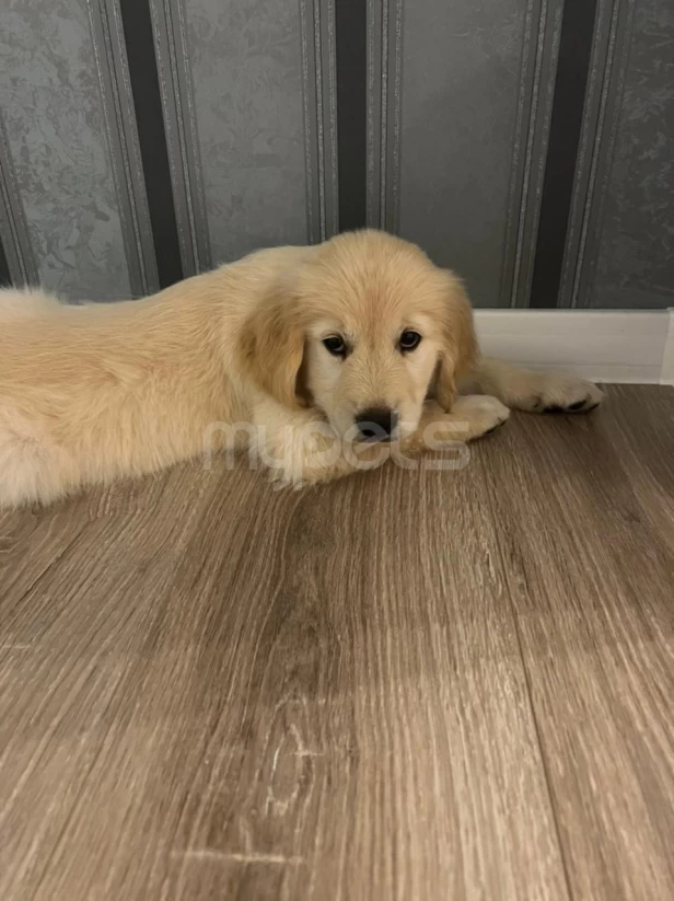 Golden Retriever satılır(2 aylıq / erkək)