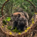 Caspian Wolfdog