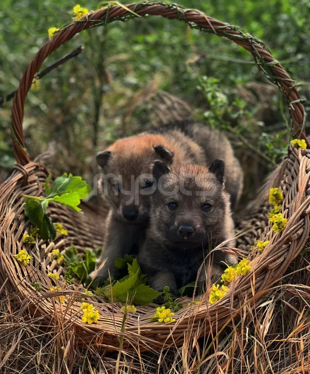 Caspian Wolfdog