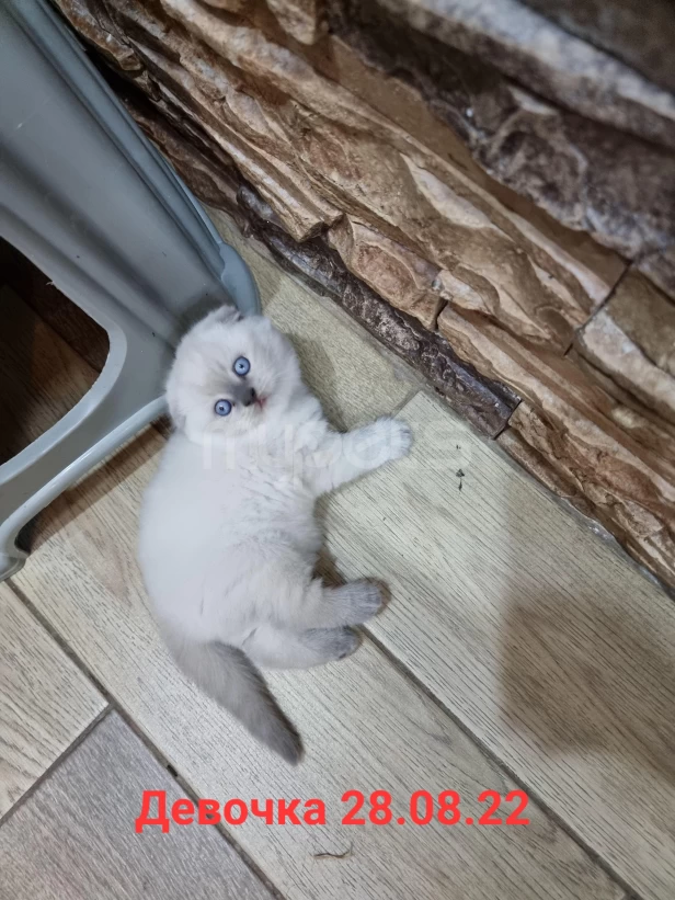 Котята