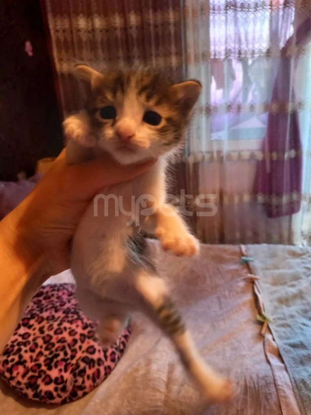 1 ayliq balalar yeni sahiblerini gozleyir