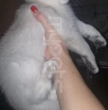 Silver chinchilla