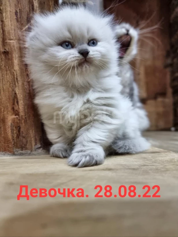 Котята