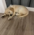 Golden Retriever satılır(2 aylıq / erkək)