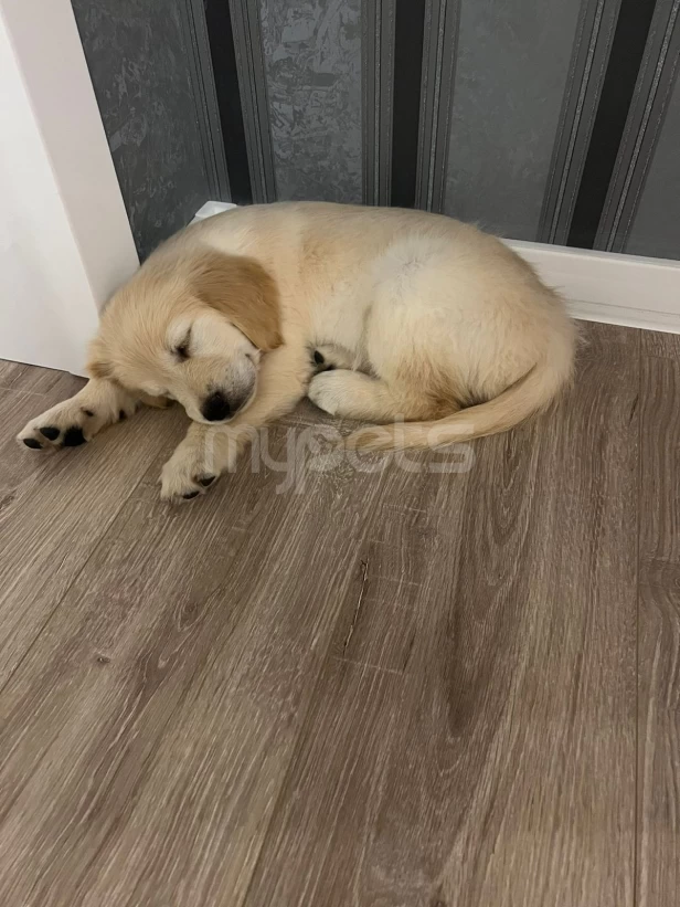 Golden Retriever satılır(2 aylıq / erkək)