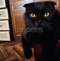В ДОБРЫЕ РУКИ, терпеливым людям!
