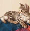 Малышка ищет дом