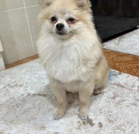 Simba dişi axtarır ;)