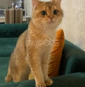 SAFKAN PİŞİK CÜTLEŞTİRME
