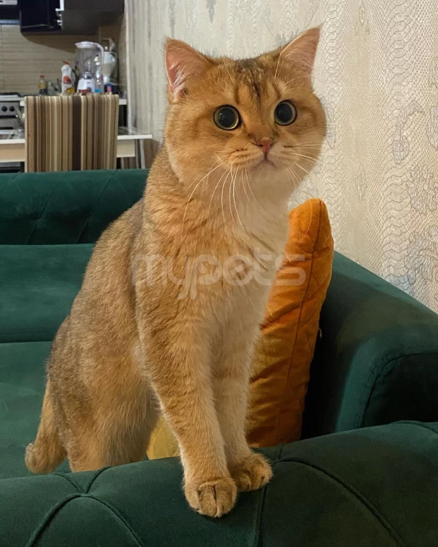 SAFKAN PİŞİK CÜTLEŞTİRME