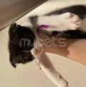 Scottish fold Garışığ