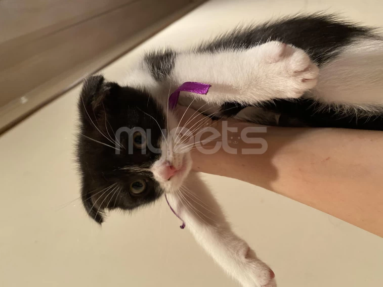 Scottish fold Garışığ