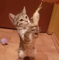 Малышка ищет дом
