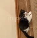 Scottish fold Garışığ
