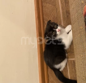 Scottish fold Garışığ