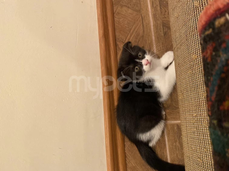 Scottish fold Garışığ