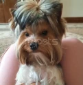 Ищем невесту нашему Lucky!