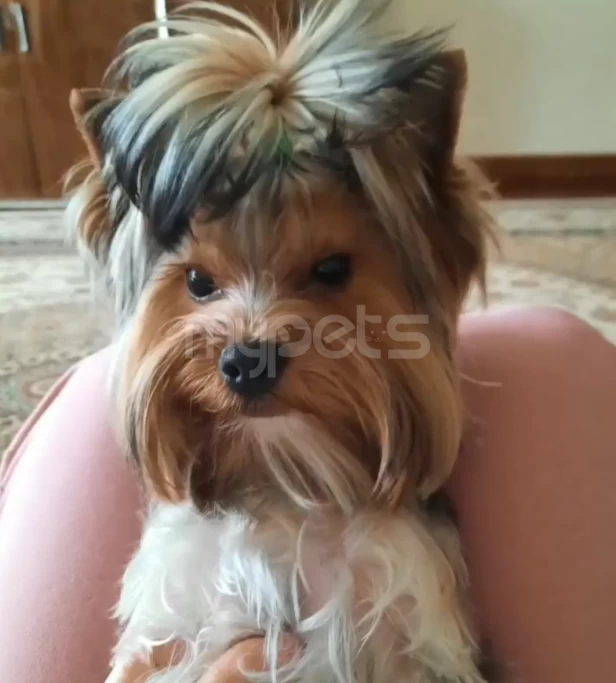 Ищем невесту нашему Lucky!